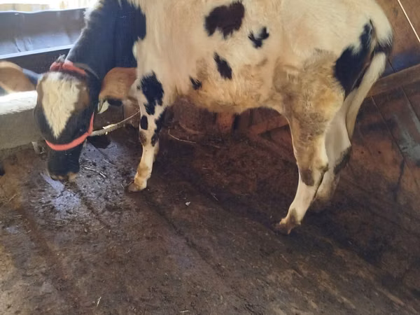 母牛, Cattle — 乌兹别克斯坦