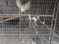 Chickens — Foto 2