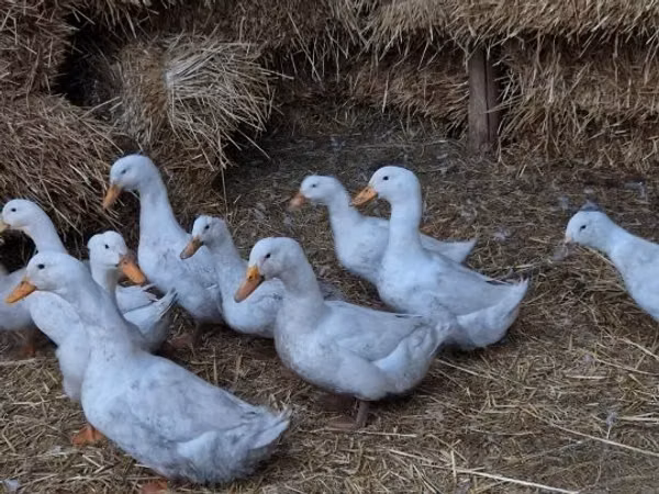 American Pekin