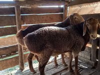 Widder, Hissar sheep — Foto 7