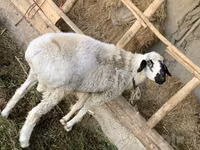 Кочкор, Гиссар койу — сүрөт 3