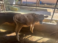 सांड, मवेशी — फ़ोटो 2