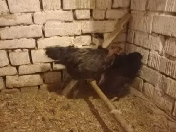 Chickens