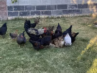 Chickens — Foto 4
