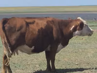 母牛, Latvian Blue cattle — 照片 1