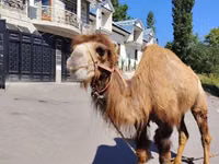 جمل, الجمال — الصورة 2