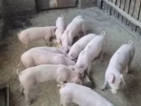 Schweine (Partie, Geschlecht nicht angegeben) — Foto 1