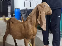 Ziegenbock, Kamori goats — Foto 2