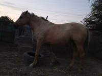 Stute, Palomino — Foto 4