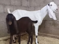 Ziege, Kamori goats — Foto 2