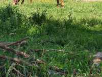 Stute, Thoroughbred horse — Foto 6