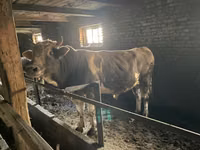 Bulle, Simmental cattle — Foto 4