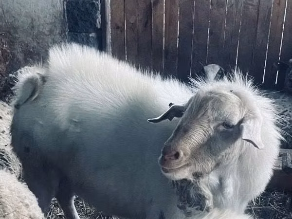 Cabro, Cabras — Kazajistán