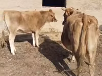 母牛, Latvian Blue cattle — 照片 2