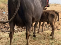 Kuh, Russian Black pied cattle — Foto 4