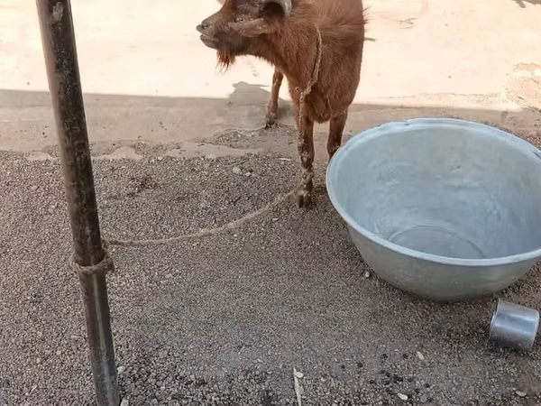山羊（批次，未指定性别）, Goats