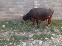 母牛, Russian Black pied cattle — 照片 3