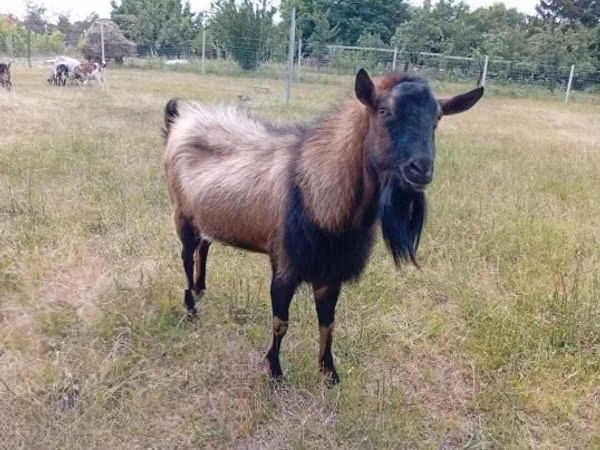 تيس, Alpine goat