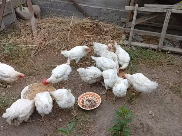 Chickens — Kirgisistan