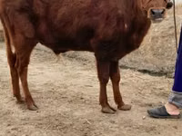 公牛, Cattle — 照片 3