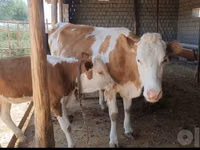 Kuh, Simmental cattle — Foto 1