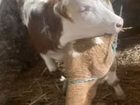 गाय, Simmental cattle — फ़ोटो 1