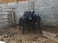Sigir, Latvian Blue cattle — 2-rasm