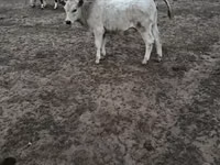 Vaca, Raza Auliékol — foto 2
