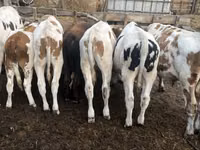 Бұқа, Simmental cattle — 5-сурет