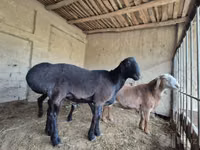 كبش, Blackheaded Persian sheep — الصورة 4