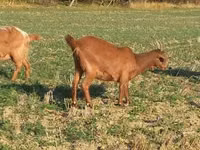 Ziege, Alpine goat — Foto 5