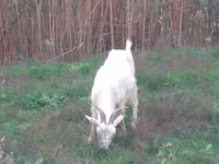Ziege, Saanen goat — Foto 4