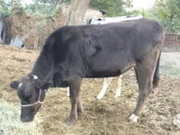 Kuh, Swiss cattle — Foto 1