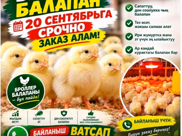 Chickens — Kirgisistan