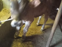 Bulle, Swiss cattle — Foto 3