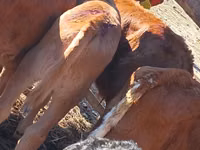 Rinder (Partie, Geschlecht nicht angegeben), Simmental cattle — Foto 2