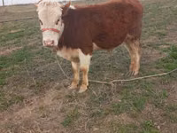 公牛, Cattle — 照片 2