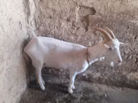 Goat, Goats — photo 2
