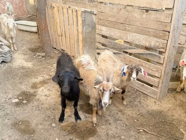 Echki, Echkilar