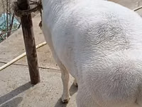 كبش, الأغنام — الصورة 1