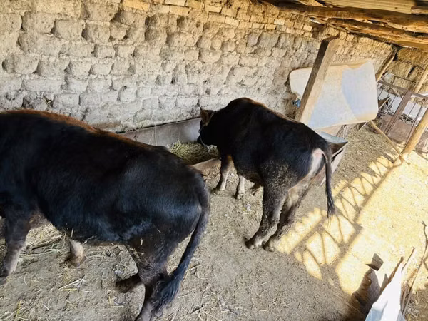Bulle, Aberdeen-Angus — Kirgisistan