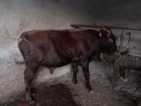 公牛, Cattle — 照片 3