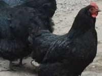Chickens — الصورة 1