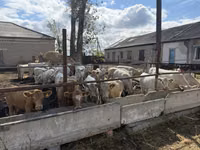 Rinder (Partie, Geschlecht nicht angegeben), Simmental cattle — Foto 1
