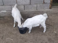عنزة, Nubian Goat — الصورة 2