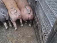 母猪, Pigs — 照片 3