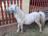 Caballo, Caballos — foto 5