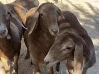Schaf, Arashan sheep — Foto 1