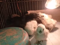Turkeys — الصورة 2