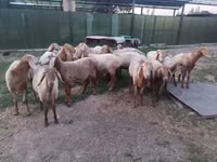 Qoʻchqor, Rhon sheep — 6-rasm